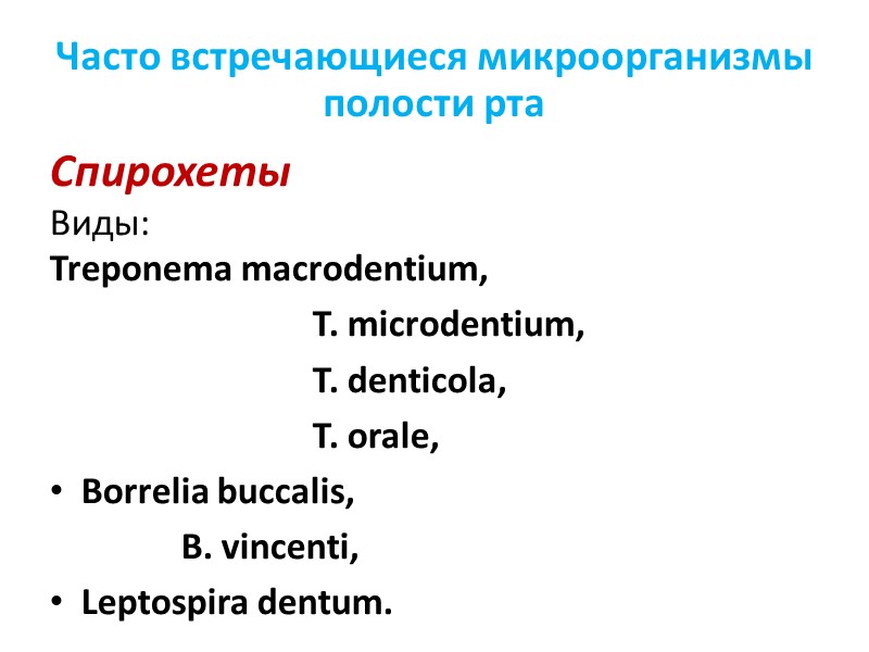 Часто встречающиеся микроорганизмы полости рта Спирохеты  Виды:  Treponema macrodentium,   